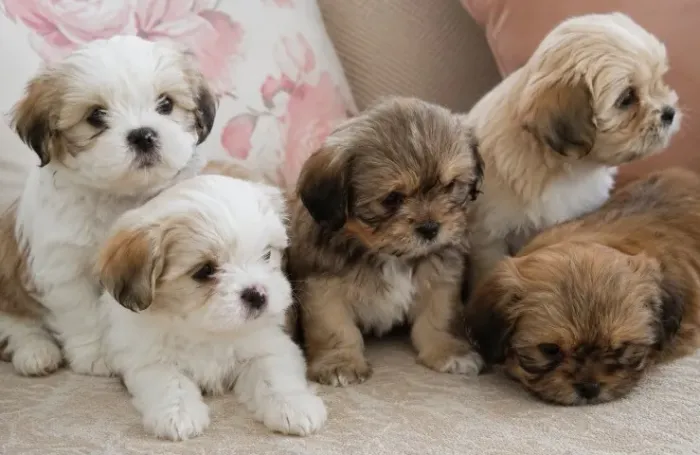 Filhotes mestiços de Lhasa Apso e Shih-tzu para adoção