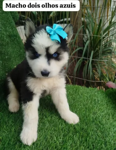 Filhotes Husky Siberiano