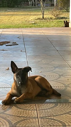 Pastor malinois fêmea 
