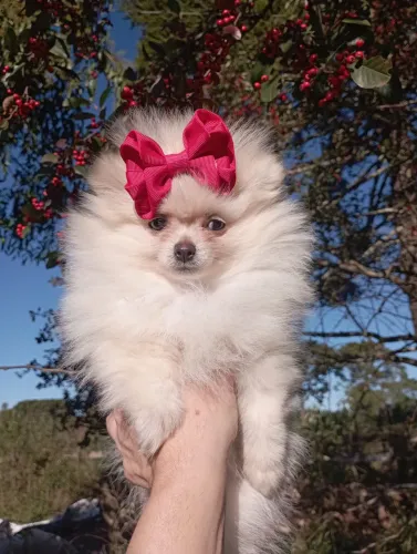 Lulu micro Pomerânia 