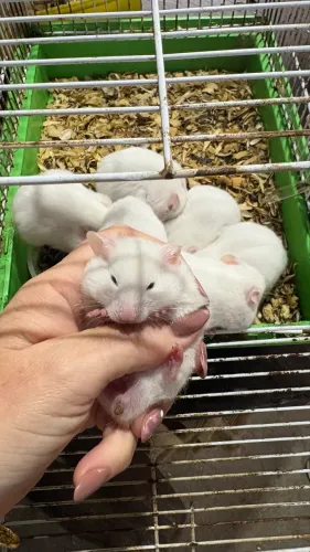 Hamster sírio