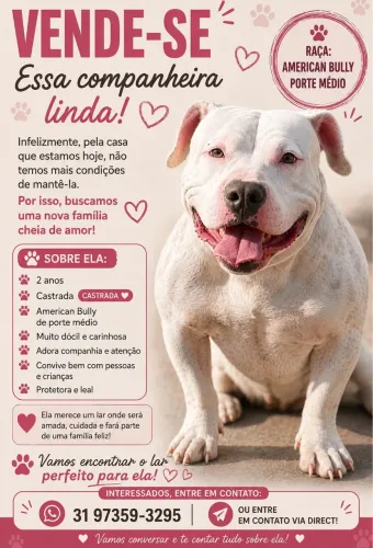 American Bully