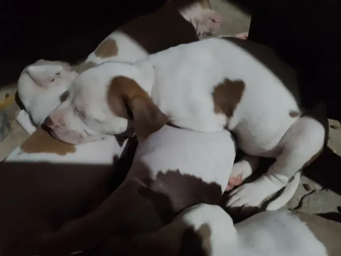 Vendo filhotes de Pit Bull 
