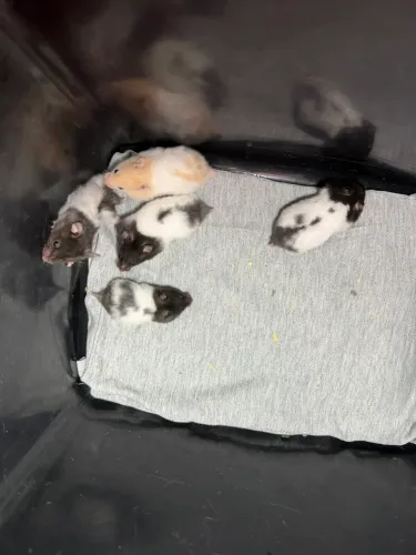 Fêmeas de hamster Sírio