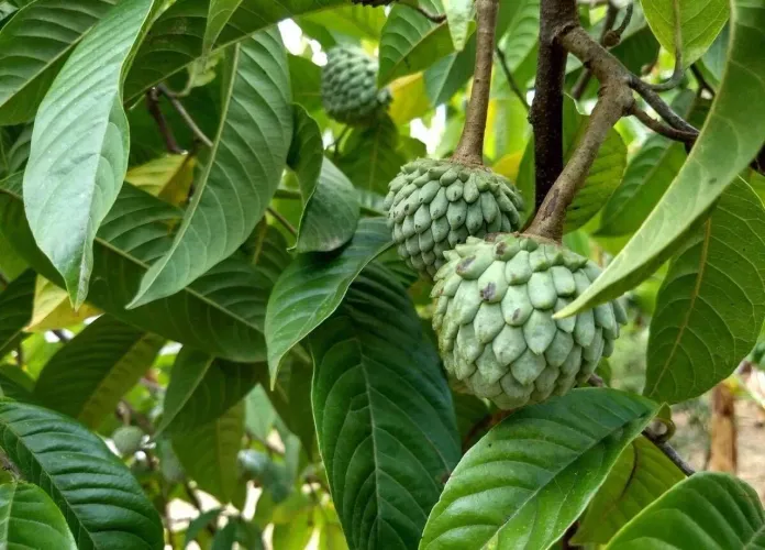 Muda de pinha, fruta do conde