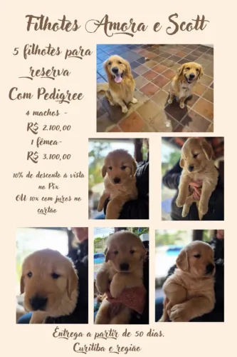 Golden Retriever