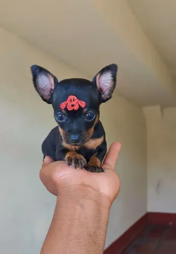 Pinscher - a pronta entrega! Entre hoje em contato