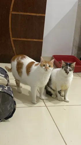 Gatos disponíveis para adoção responsável