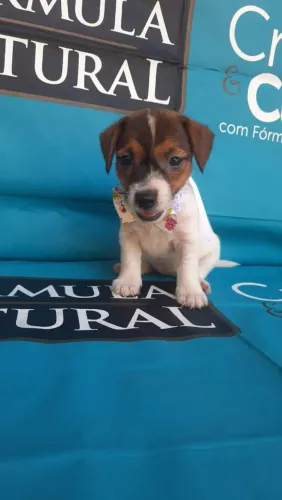 Cão esperto e carinhoso | Jack Russel