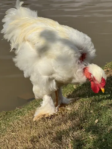 Galo Brahma white.