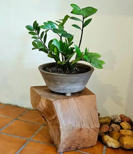 VENDO VASO CIMENTO E PLANTA ZAMIOCULCA 55CM ALTURA, APOIADO EM MADEIRA RÚSTICA 20CM