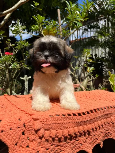Filhote de Shih Tzu Macho