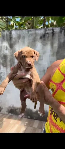Filhotes de Pitbull
