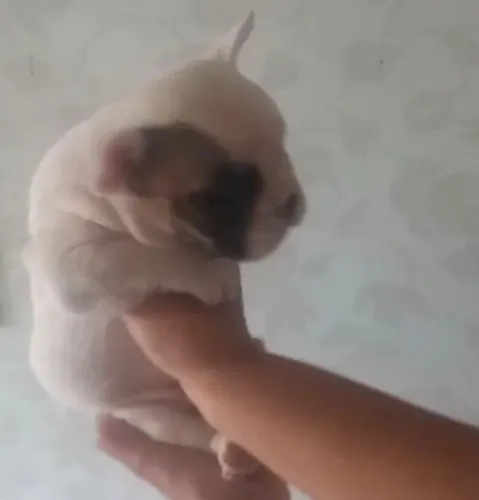 Bulldog frances estrutura perfeita 
