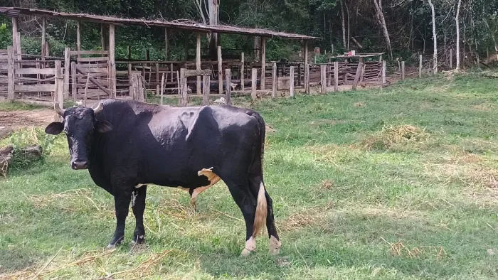 Touro holandês