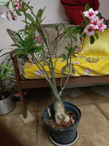 Muda rosa do deserto vermelha matizada - 5 anos