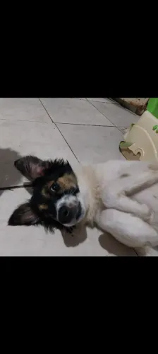 Doação de cachorro 