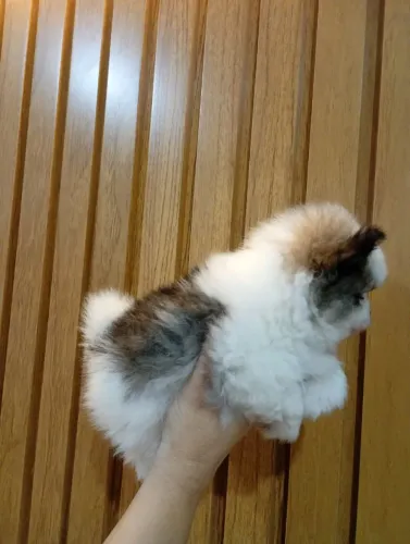 SPITZ ALEMÃO 