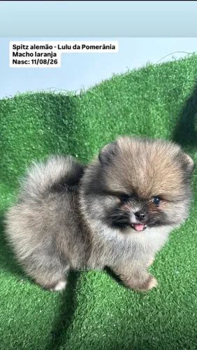 Maravilhoso ursinho Lulu da Pomerania 