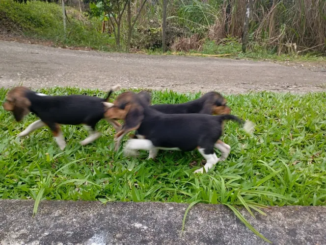 Filhotes de beagle puro.