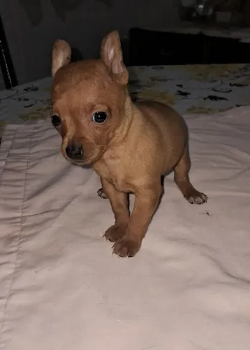 Lindos filhotinhos de pinscher