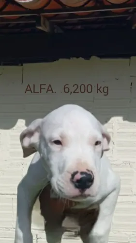 ?Dogo Argentino - Filhotes de Alto Padrão para Guarda e Companhia<br>