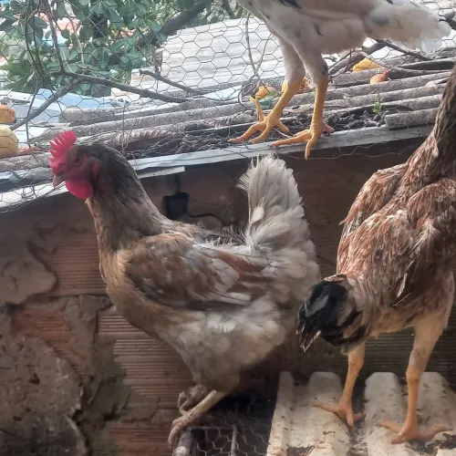 Galinhas caipira