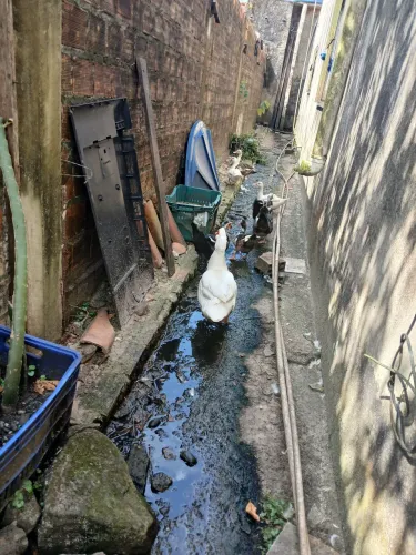 Patos comuns para venda