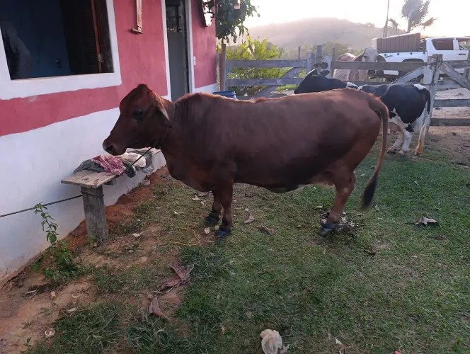 Mini vaca com bezerro