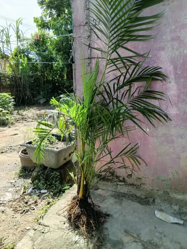 Muda de palmeira arenca