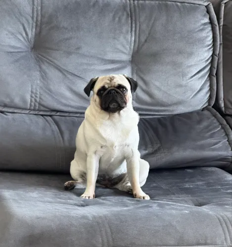 Cachorro Pug Fêmea para Cruzar 
