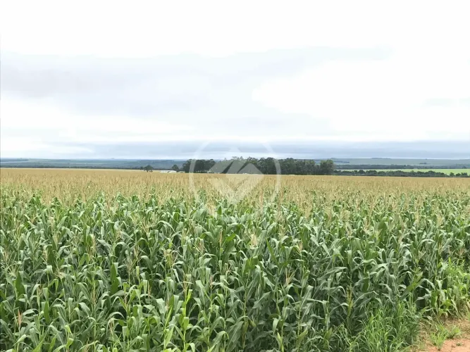 fazenda em nova mutum - sentido campo novo do parecia codigo: 43798