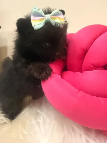 SPITZ ALEMÃO BLACK