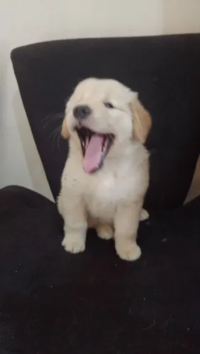 Filhotes de Golden Retriever