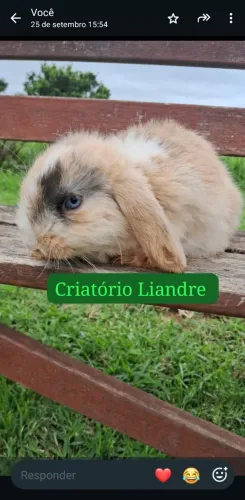 Pets Fofinhos Coelhos Raça Mini Loop Uruguaio