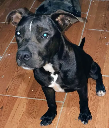 2 Pitbulls um macho e uma fêmea dóceis para doação