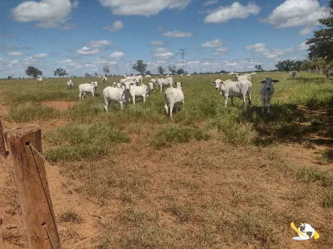 FAZENDA COM 1.200HEC PRA GADO, BEM LOCALIZADA