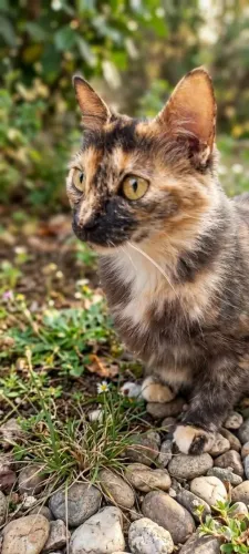 Gata Blonde pra adoção