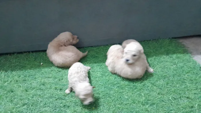 Poodle