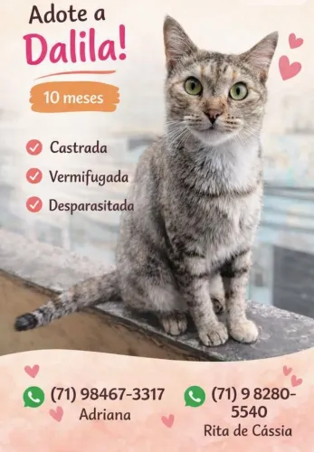 Ei mim adota