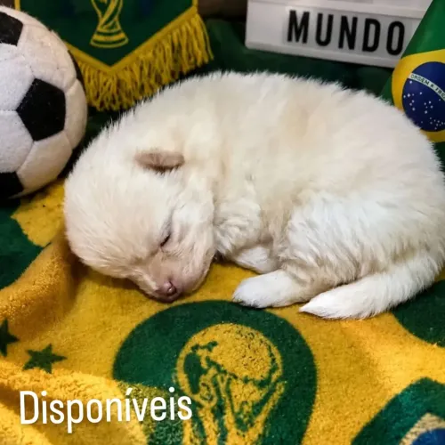 Lulu da Pomerânia