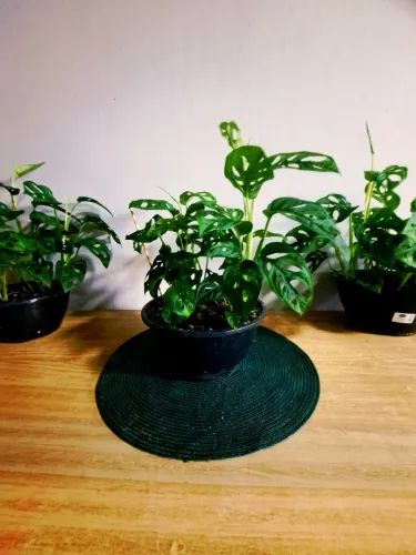 Plantas ornamentais  costela de eva