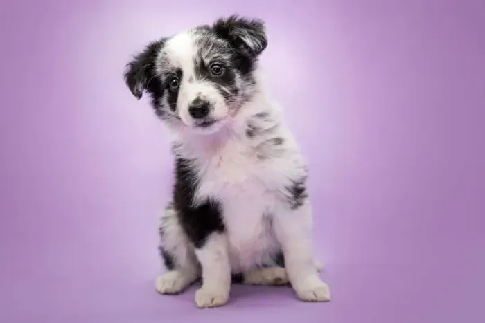 ? Border Collie | Filhotes Prontos para um Novo Lar