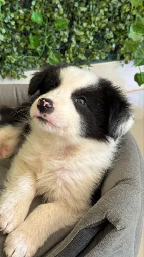 Border collie