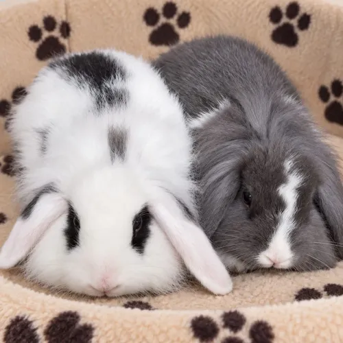 Fuzzy lop 