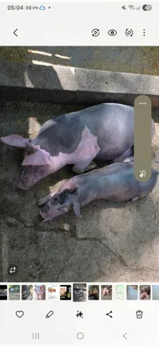 Leitão Pientran 
