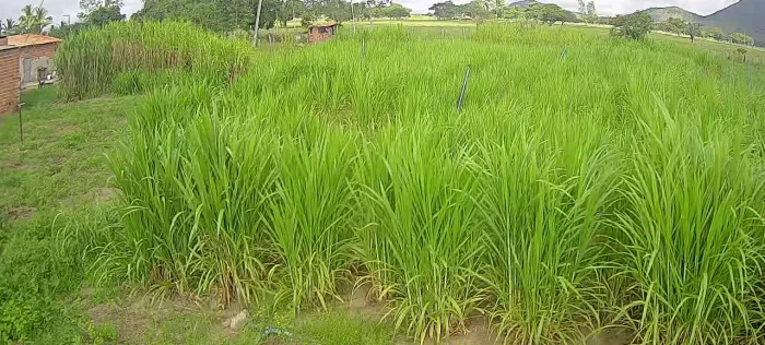 CAPIACU PARA FAZER SILAGEM PARA VERÃO