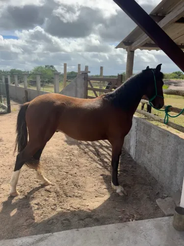 Potro Castanho Mangalarga Marchador 2 Anos - Em Fase de Doma