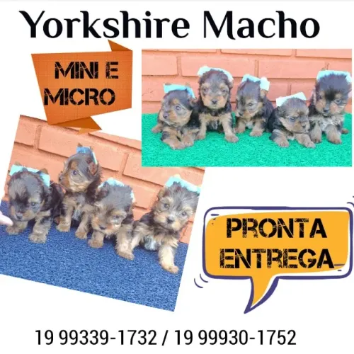 Promoção de Yorkshire Macho - Leve Alegria com Desconto!