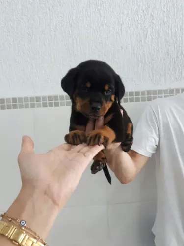 Rottweiler macho cabeça de touro com 50 dias-Dani